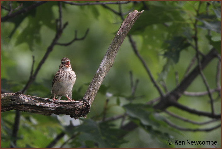 Vesper Sparrow